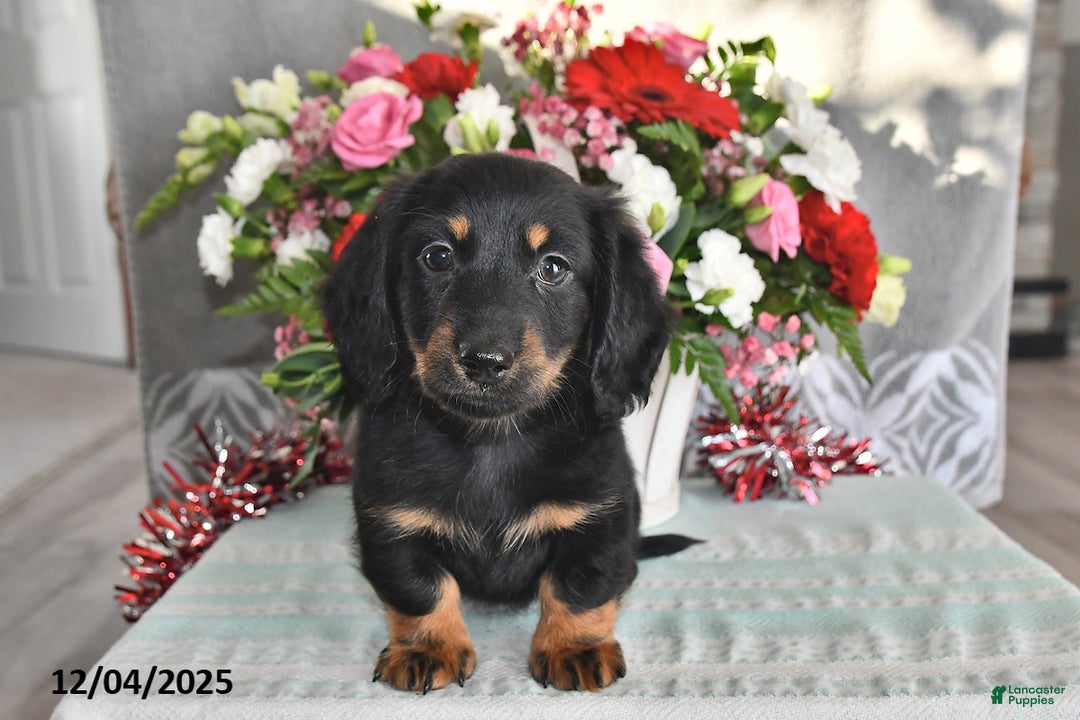 Miniature Dachshund dogs for sale: Jace - Ad 3