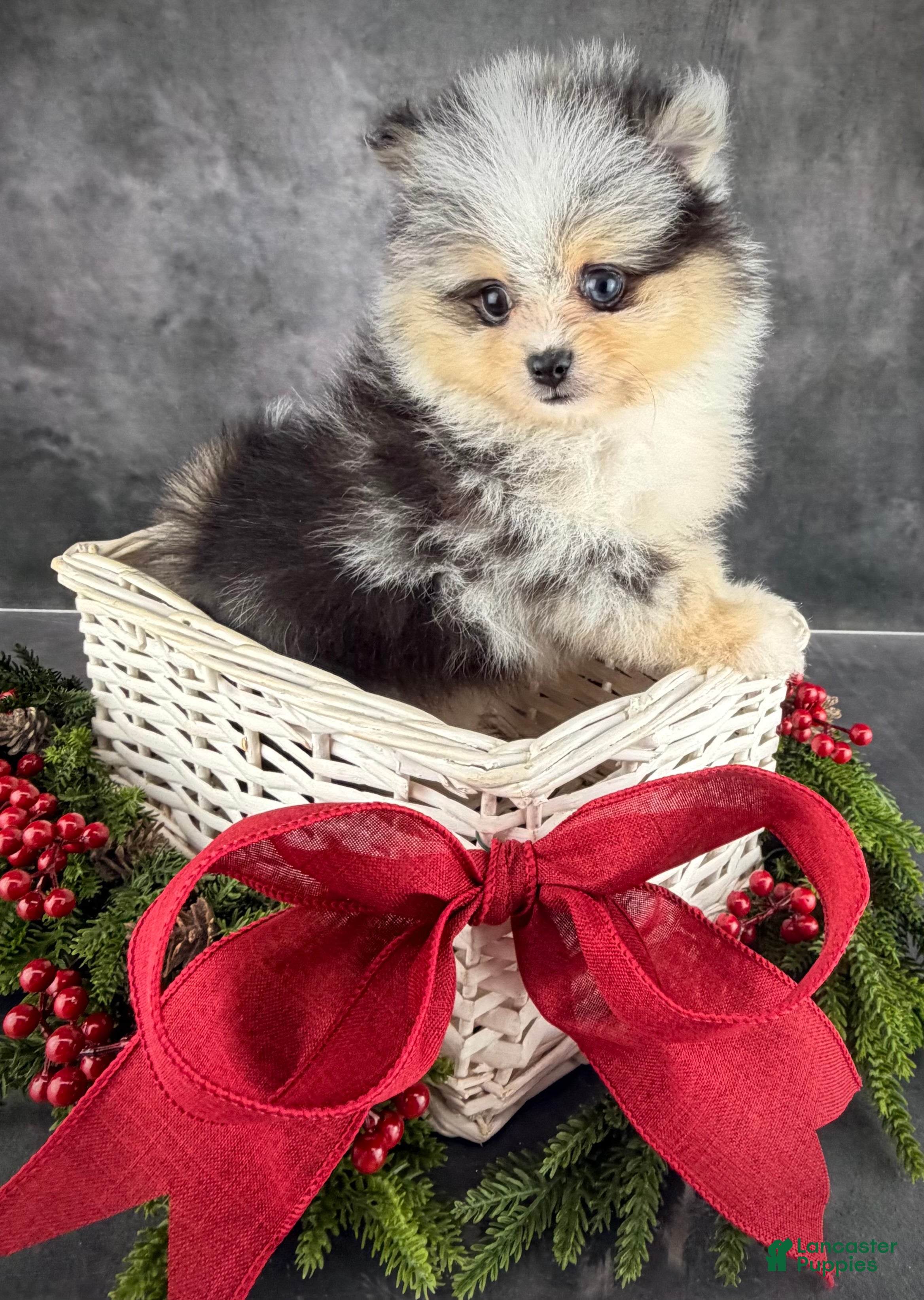 Pomeranian dogs Pomeranian Puppy 1 - Ad 18