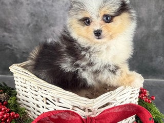 Pomeranian dogs Pomeranian Puppy 1 - Ad 1