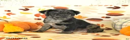 Pug dogs for sale: Chip - Ad 3