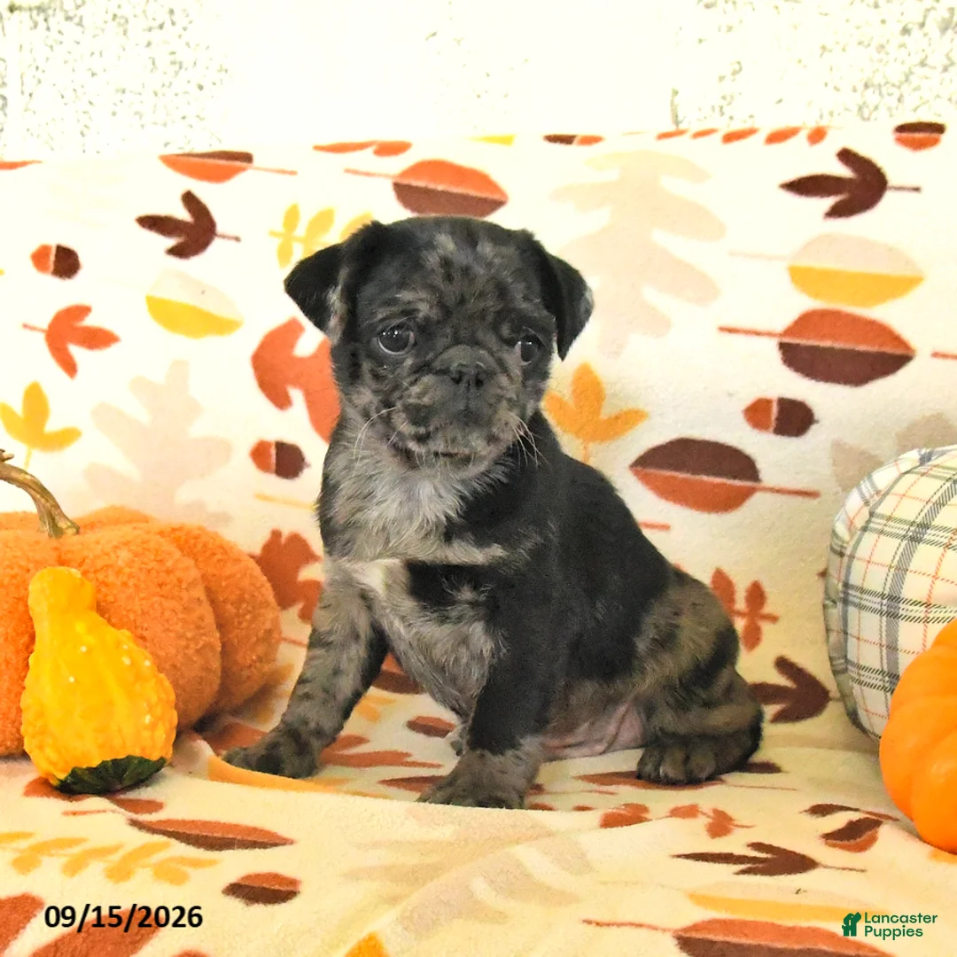 Pug dogs for sale: Chip - Ad 3