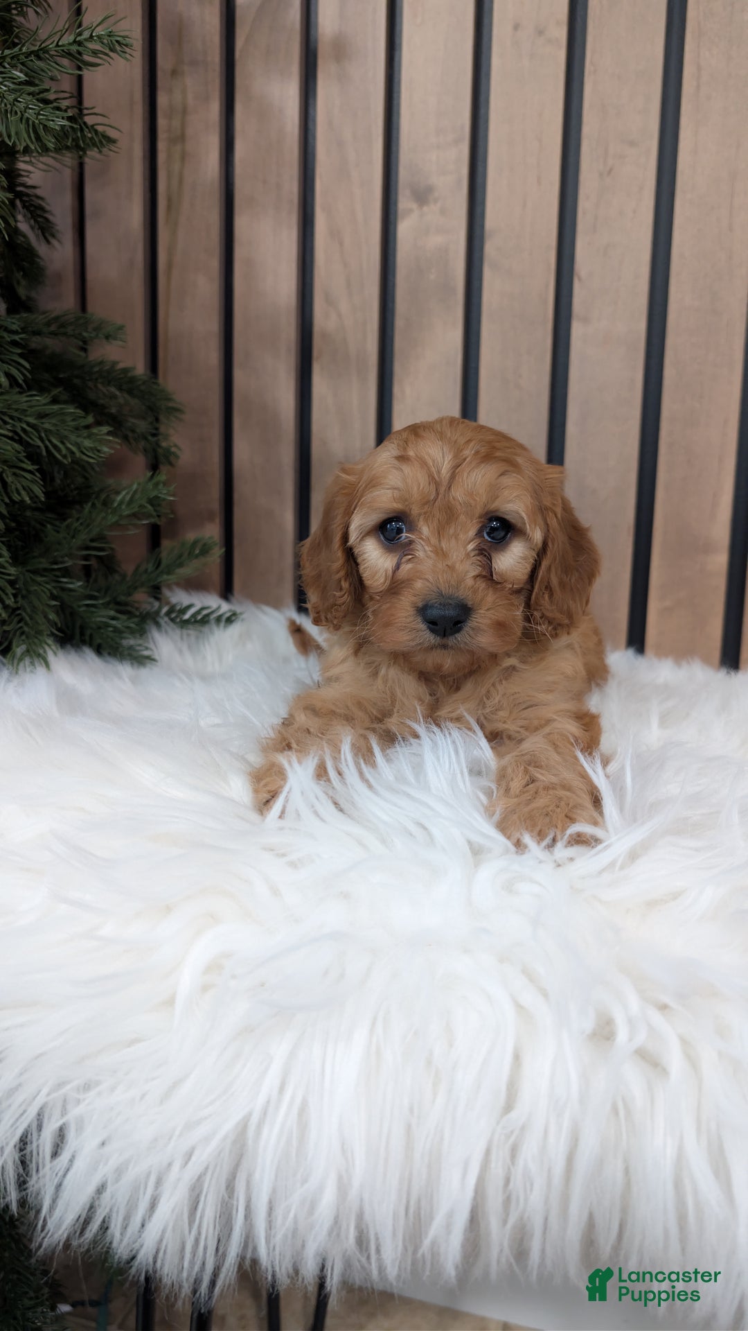 Cavapoo dogs for sale: Sophie - Ad 4