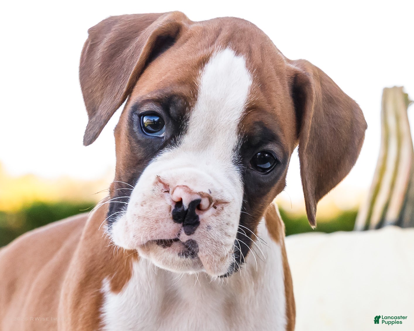 Boxer dogs for sale: Osage Boxer - Ad 2