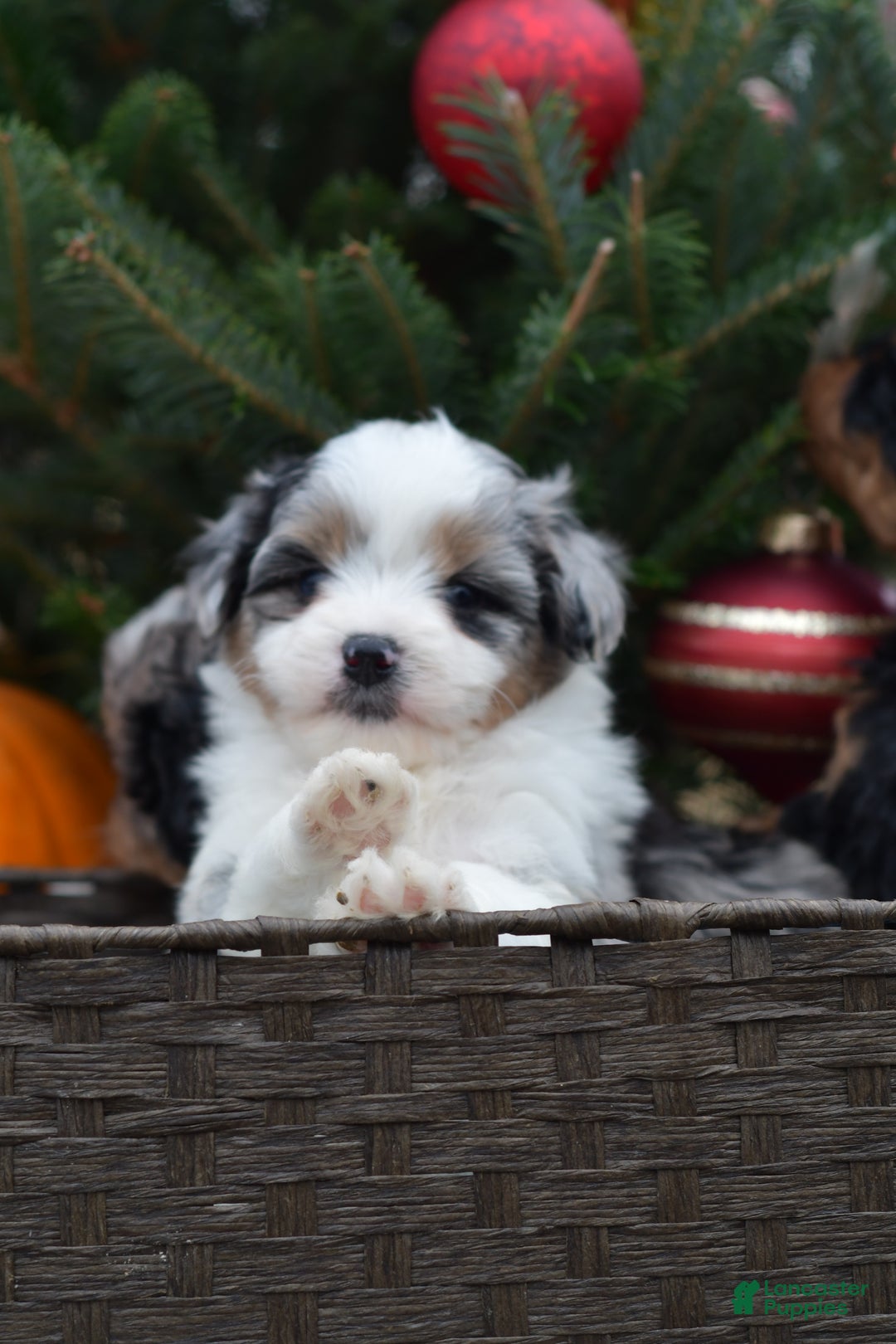 Mini Aussiedoodle dogs for sale: Cash - Ad 32