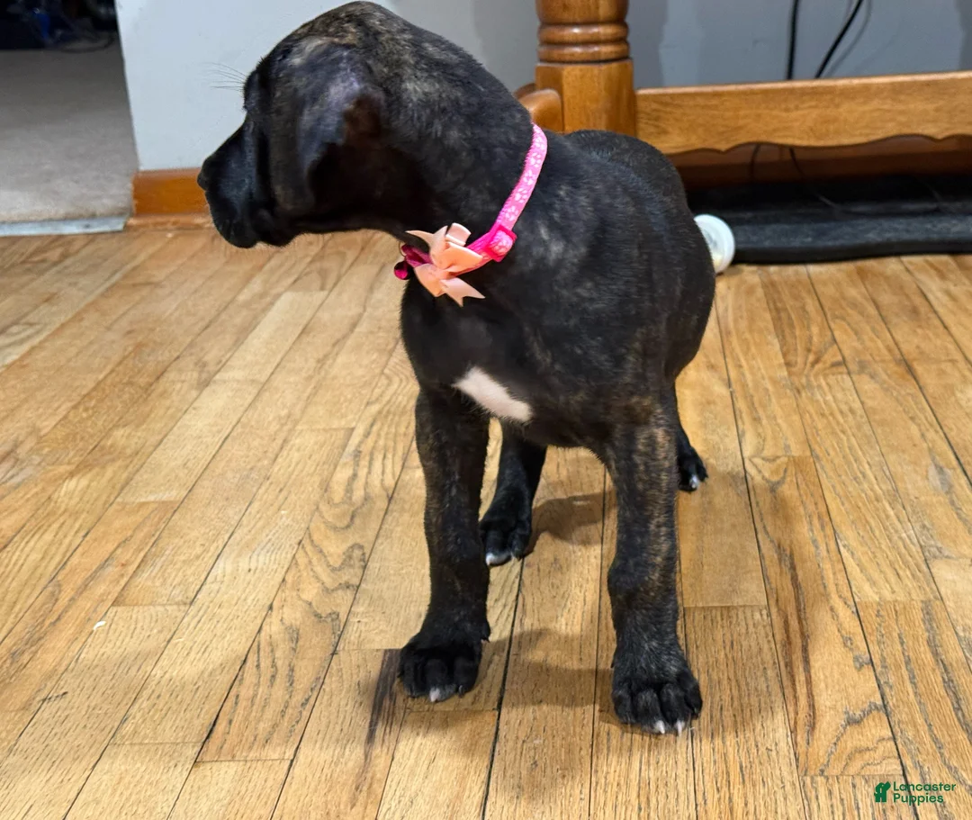 Great Dane dogs for sale: Luna  - Ad 10