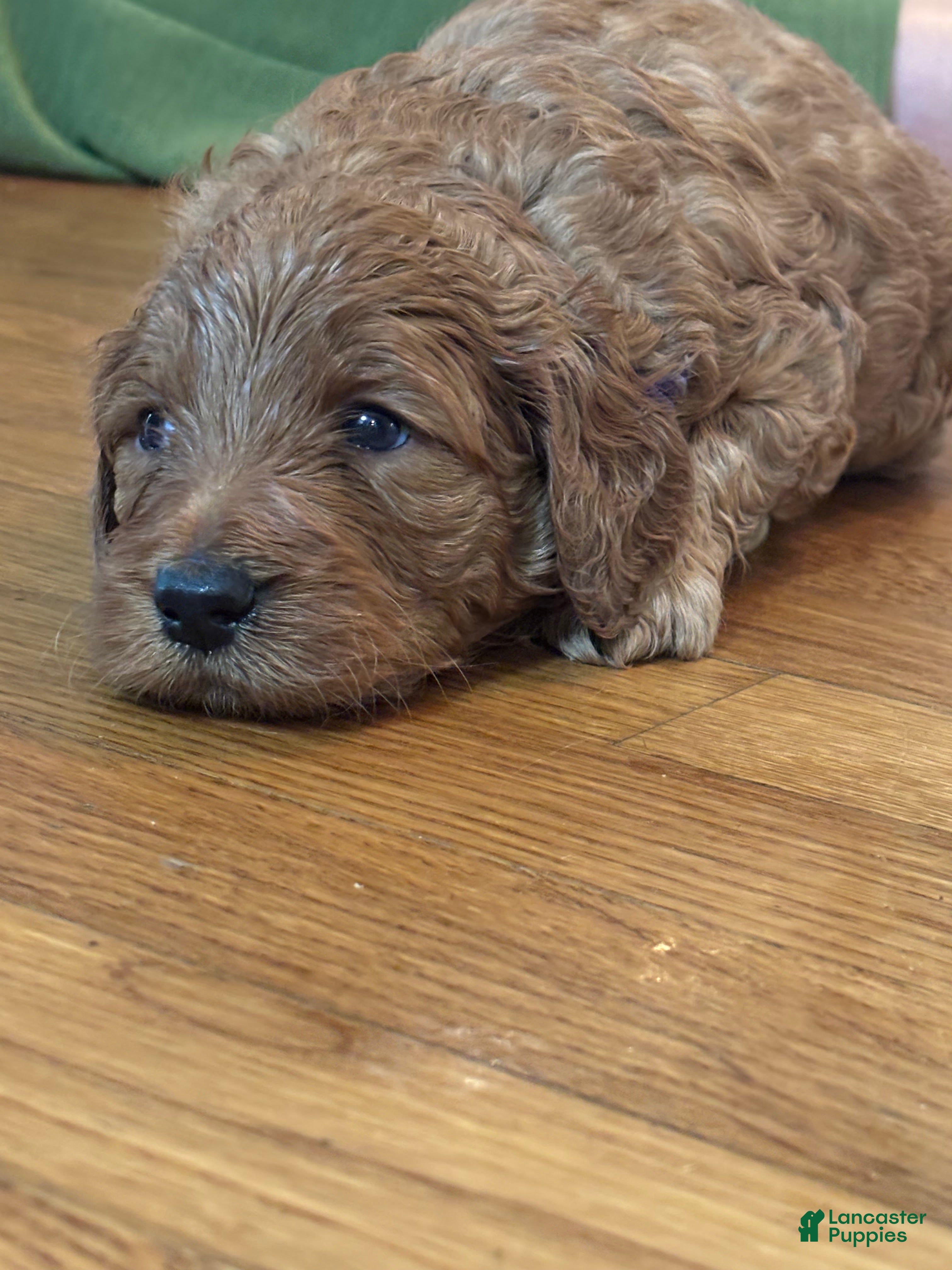 Goldendoodle dogs Goldendoodle 4 - Ad 40