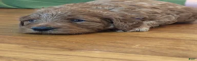Goldendoodle 4