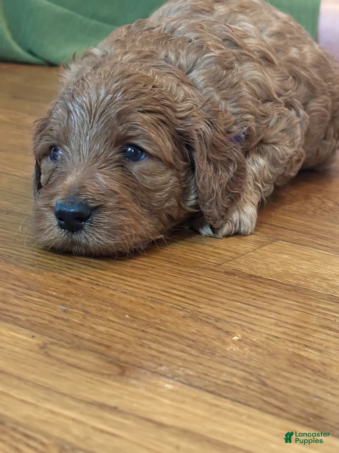 Goldendoodle dogs for sale: Goldendoodle 4 - Ad 1