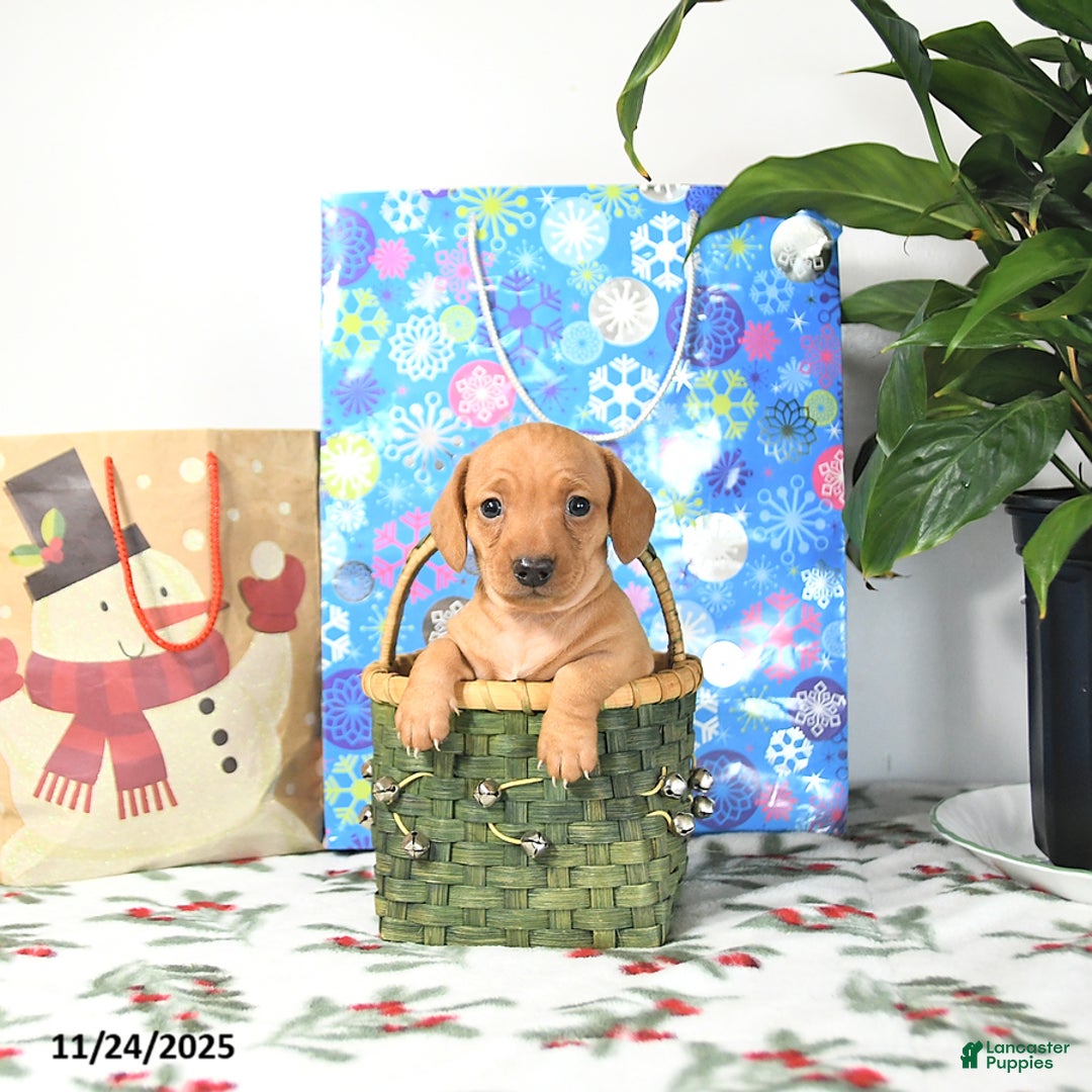 Miniature Dachshund dogs for sale: Lucy - Ad 1