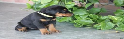 Doberman Pinscher dogs for sale: Willow - Ad 4