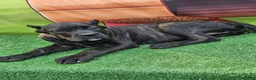 Cane Corso dogs for sale: ELLA - Ad 5