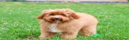 Cavapoo dogs for sale: Charles  - Ad 5