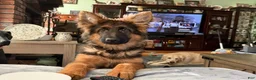 German Shepherd dogs for sale: Cuddles - Ad 17