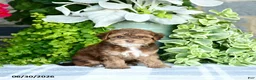 Havapoo dogs for sale: Midge  - Ad 1