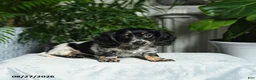 Miniature Dachshund dogs for sale: Adams - Ad 3