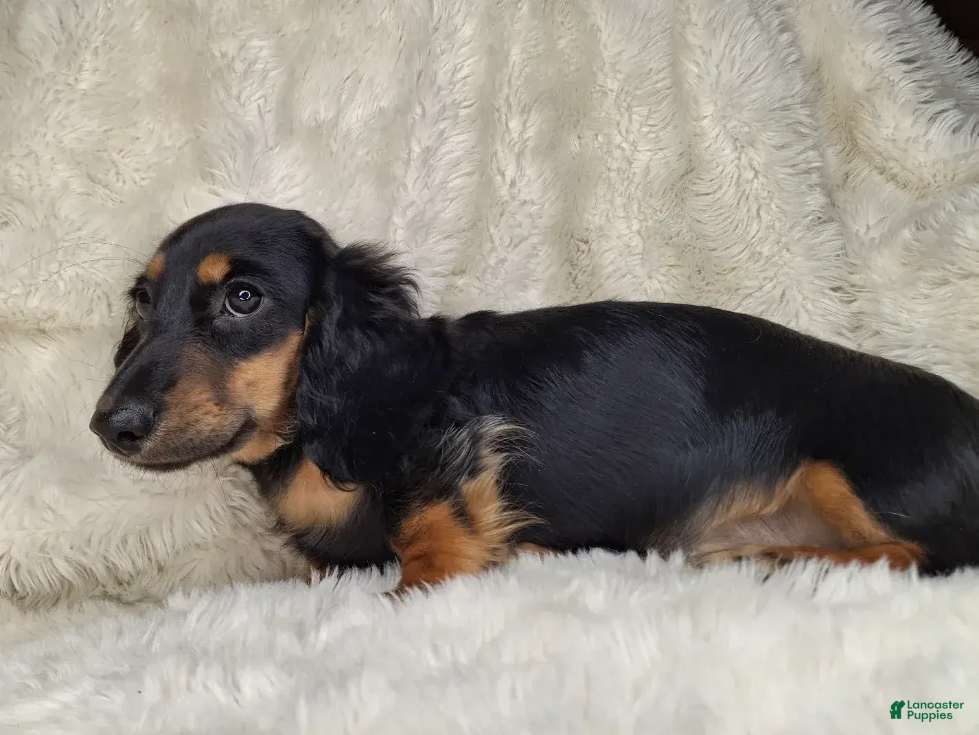 Miniature Dachshund dogs Black & Cream Longhair Male - Ad 2