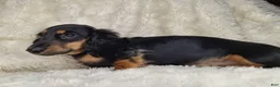 Miniature Dachshund dogs for sale: Black & Cream Longhair Male - Ad 2