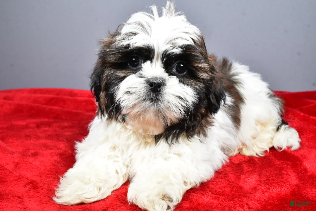 Shih Tzu dogs for sale: Flash - Ad 1