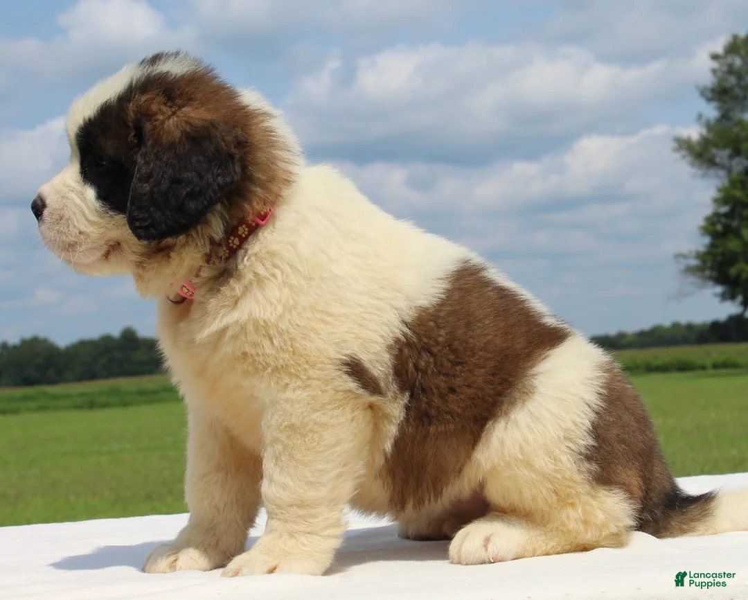 Saint Bernard dogs for sale: Maci - AKC Champion Bloodlines - Ad 2