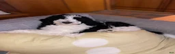 Bernedoodle dogs for sale: Oreo - Ad 2