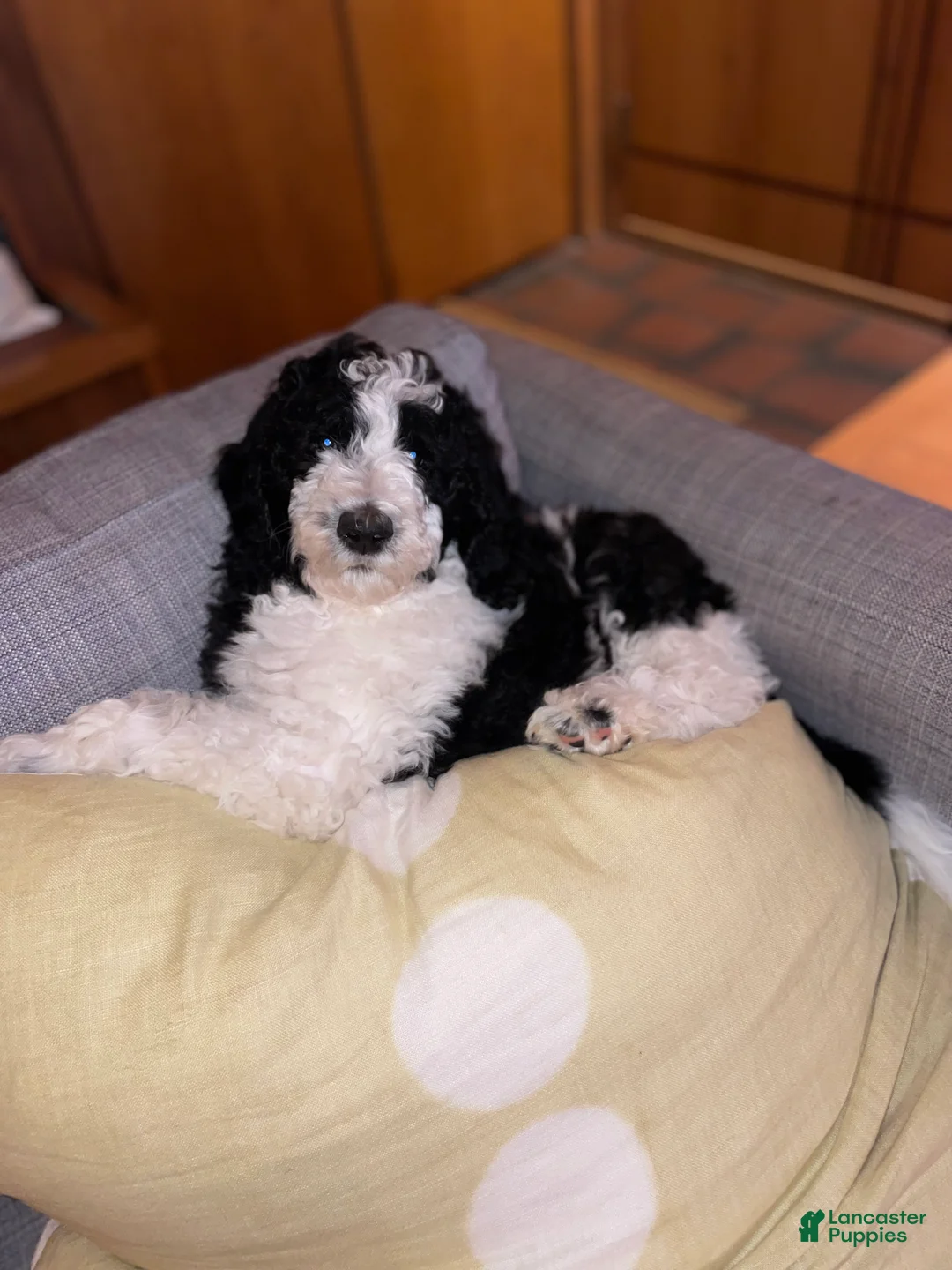Bernedoodle dogs for sale: Oreo - Ad 2