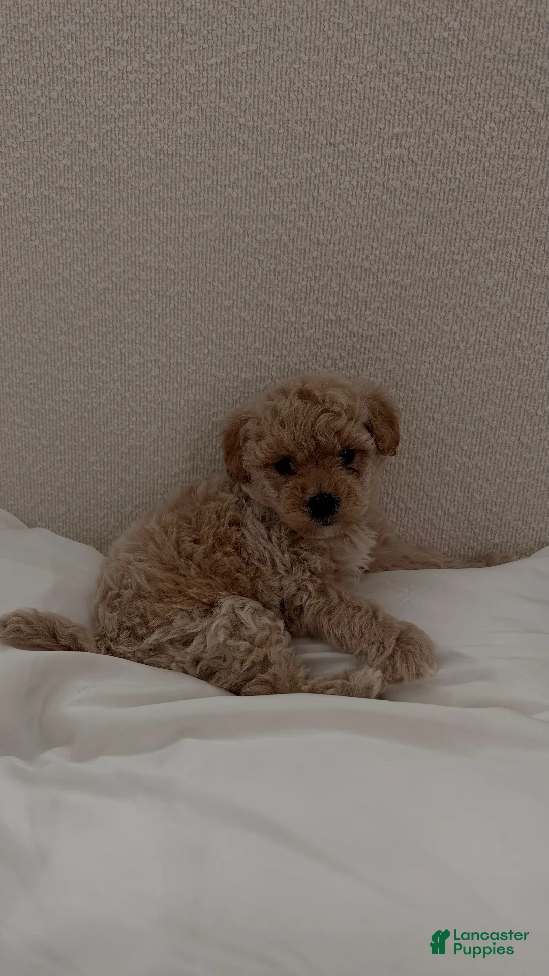 Toy Poodle dogs for sale: Theo - Ad 2
