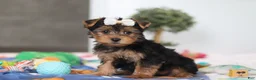 Yorkshire Terrier dogs for sale: Cora - Ad 2