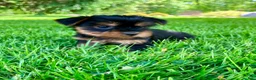 Yorkshire Terrier dogs for sale: Ariel - Ad 8