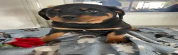 Rottweiler dogs for sale: Bella - Ad 1