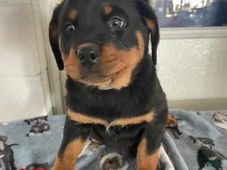 Rottweiler dogs Bella - Ad 34