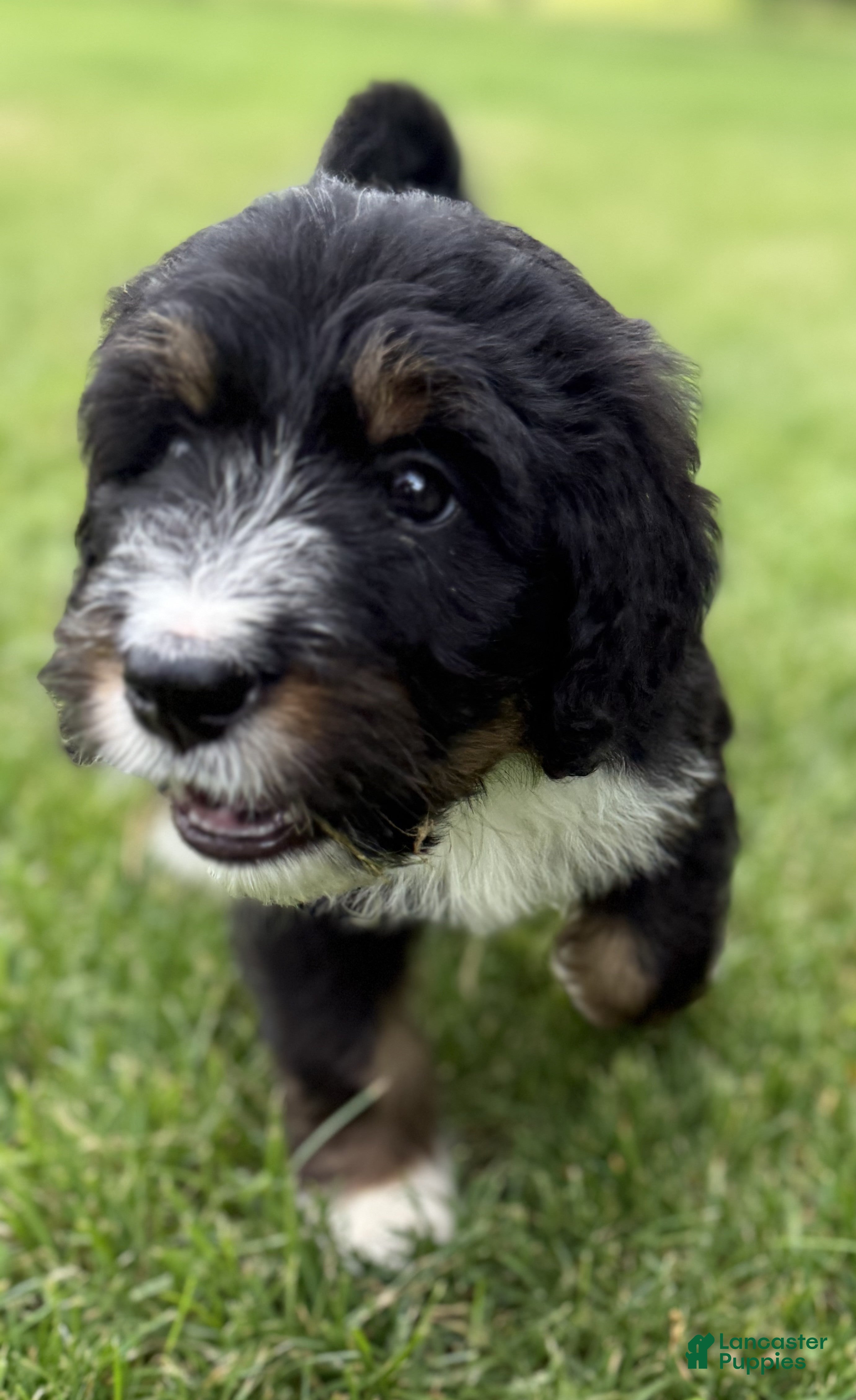 Bernedoodle dogs Cherie - Ad 6