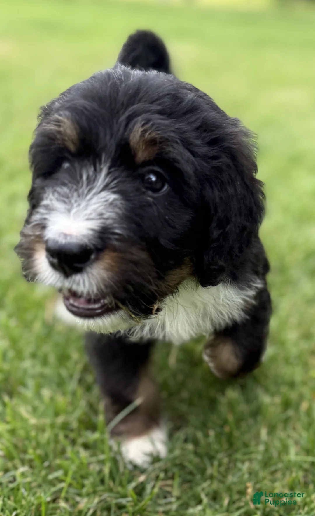 Bernedoodle dogs for sale: Cherie - Ad 1