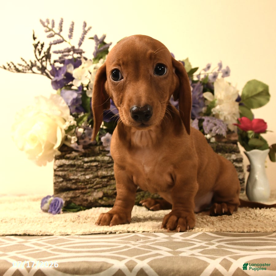 Miniature Dachshund dogs Candy - Ad 1