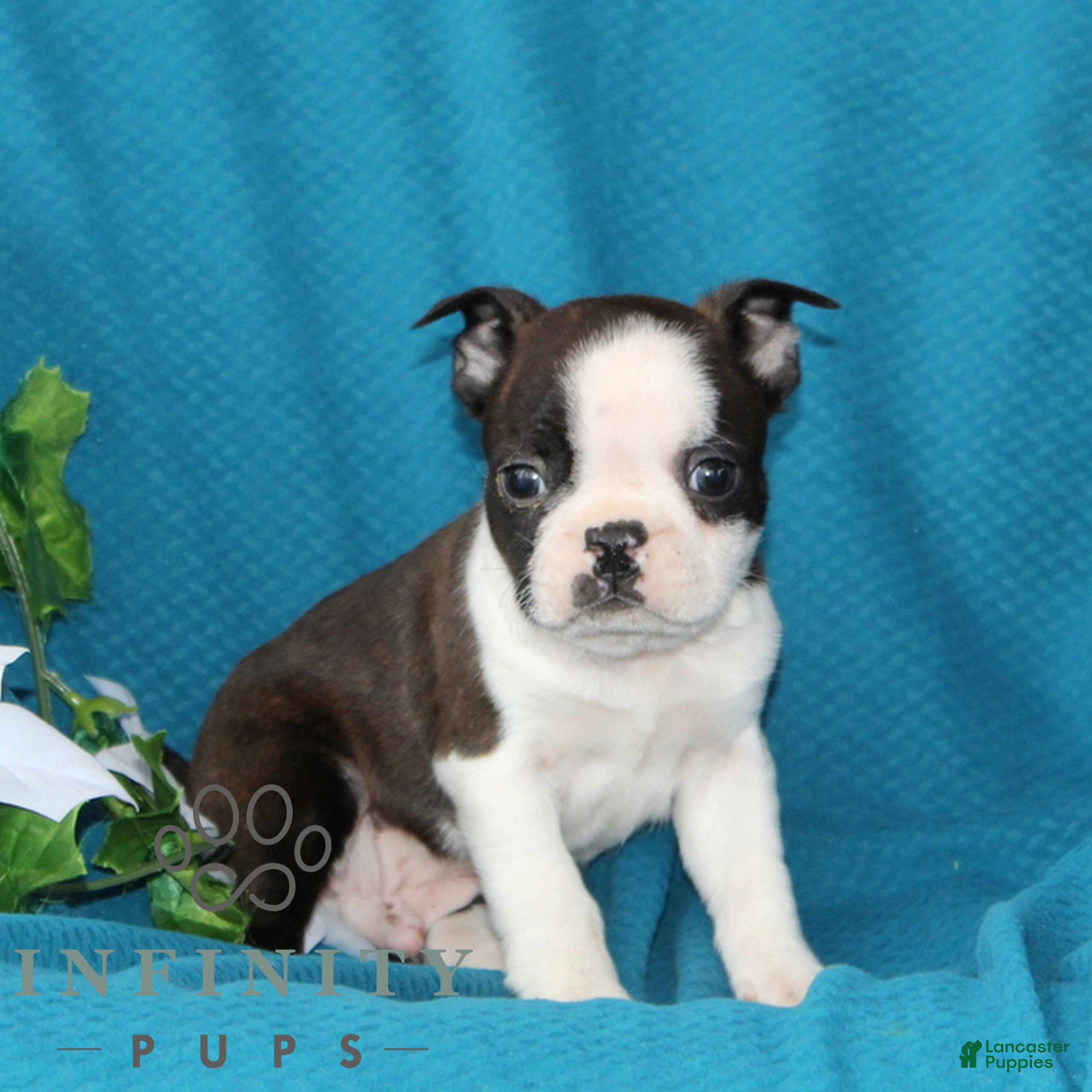 Boston Terrier dogs for sale: Archie  - Ad 4