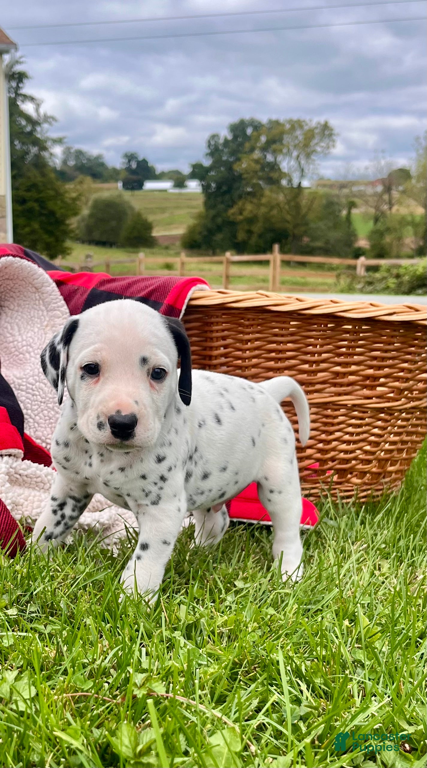 Dalmatian