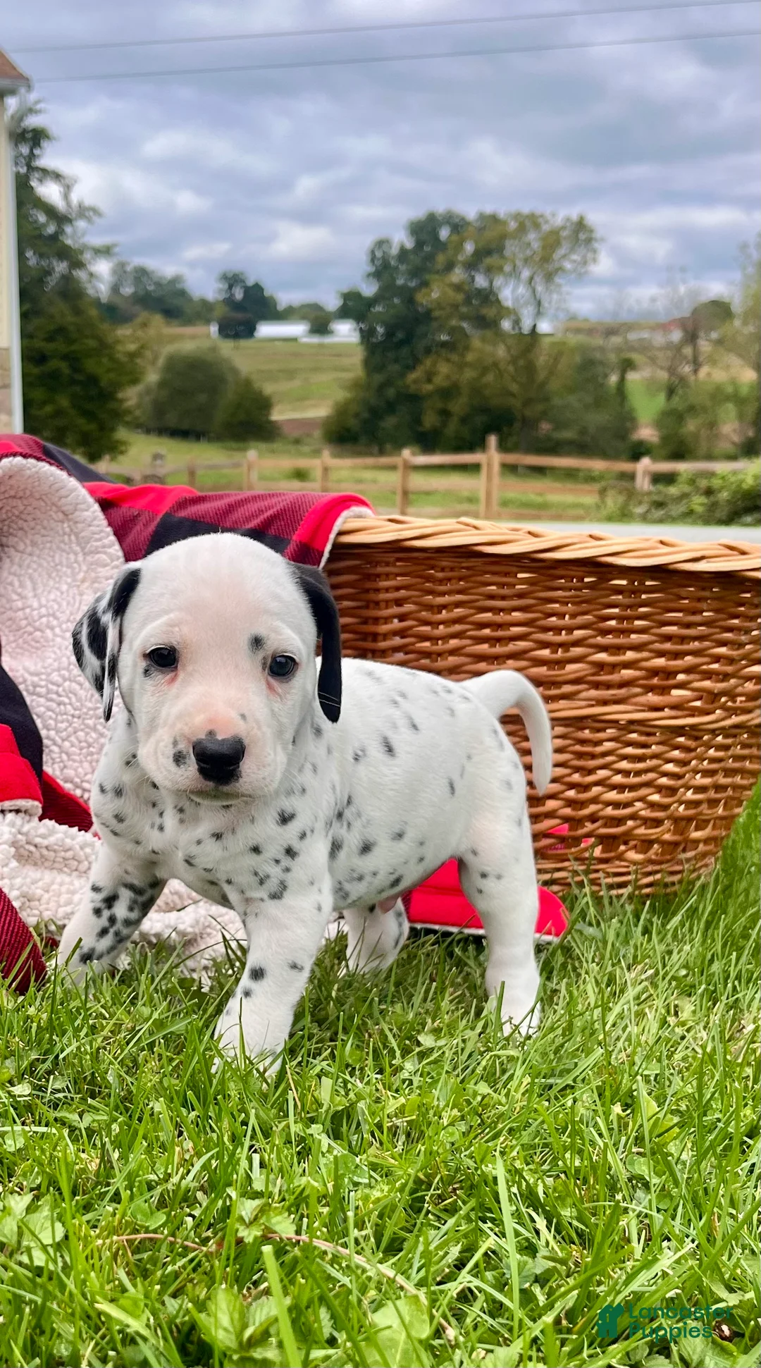 Dalmatian dogs for sale: Rex❤️Akc Genetic Health Tested  - Ad 1