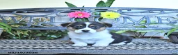 Welsh Corgi Pembroke dogs for sale: Samson - Ad 1