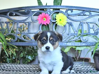 Welsh Corgi Pembroke dogs for sale: Samson - Ad 1