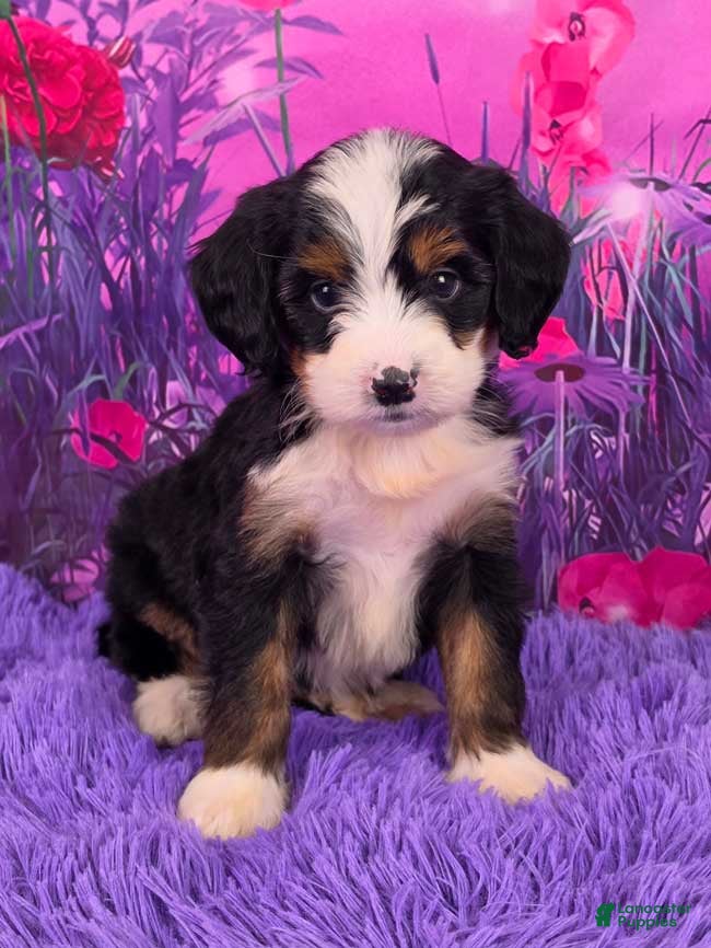 Mini Bernedoodle dogs Nora - Ad 1