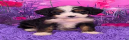 Mini Bernedoodle dogs for sale: Nora - Ad 1