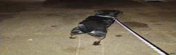 Rottweiler dogs for stud: Big Boy Deuce  - Ad 4