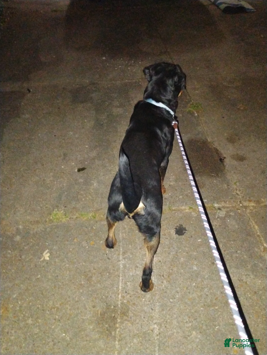 Rottweiler dogs for stud: Big Boy Deuce  - Ad 4