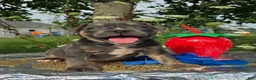 Olde English Bulldogge dogs for sale: Ryder - Ad 1