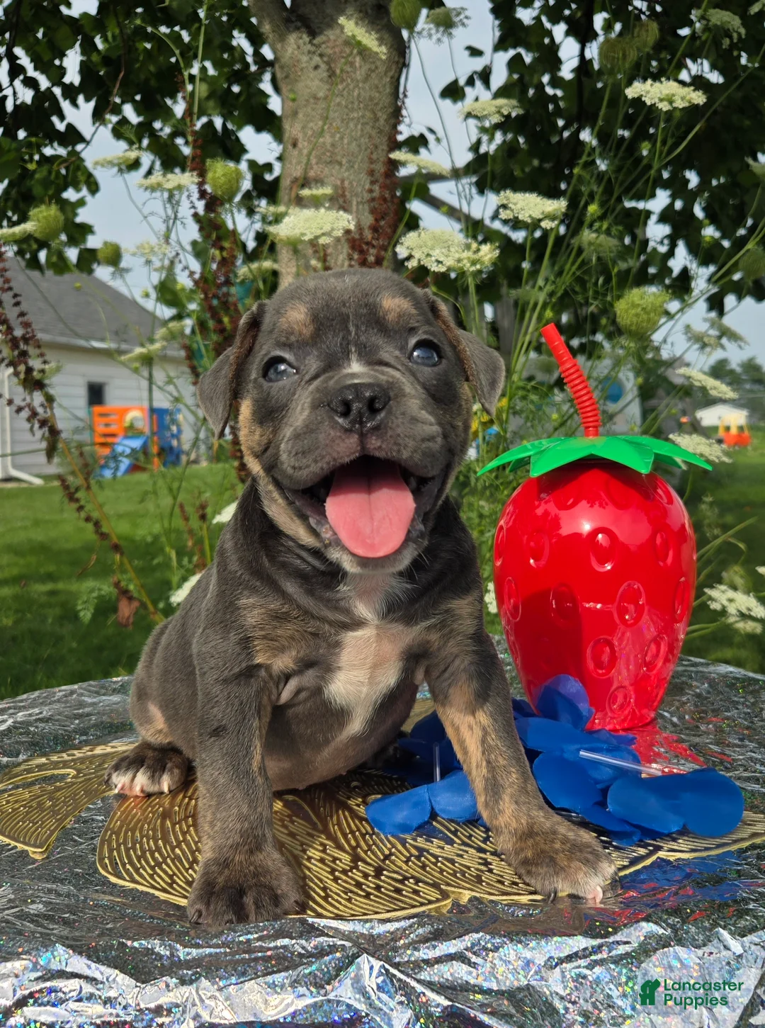 Olde English Bulldogge dogs for sale: Ryder - Ad 1