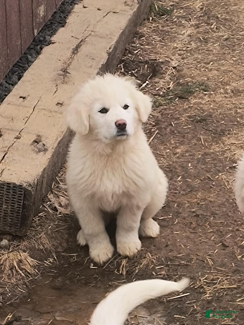 Great Pyrenees dogs Great Pyrenees Puppy 3 - Ad 1