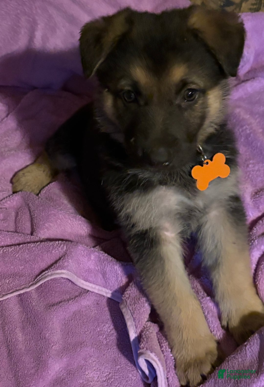 German Shepherd dogs for sale: Chief - Ad 2