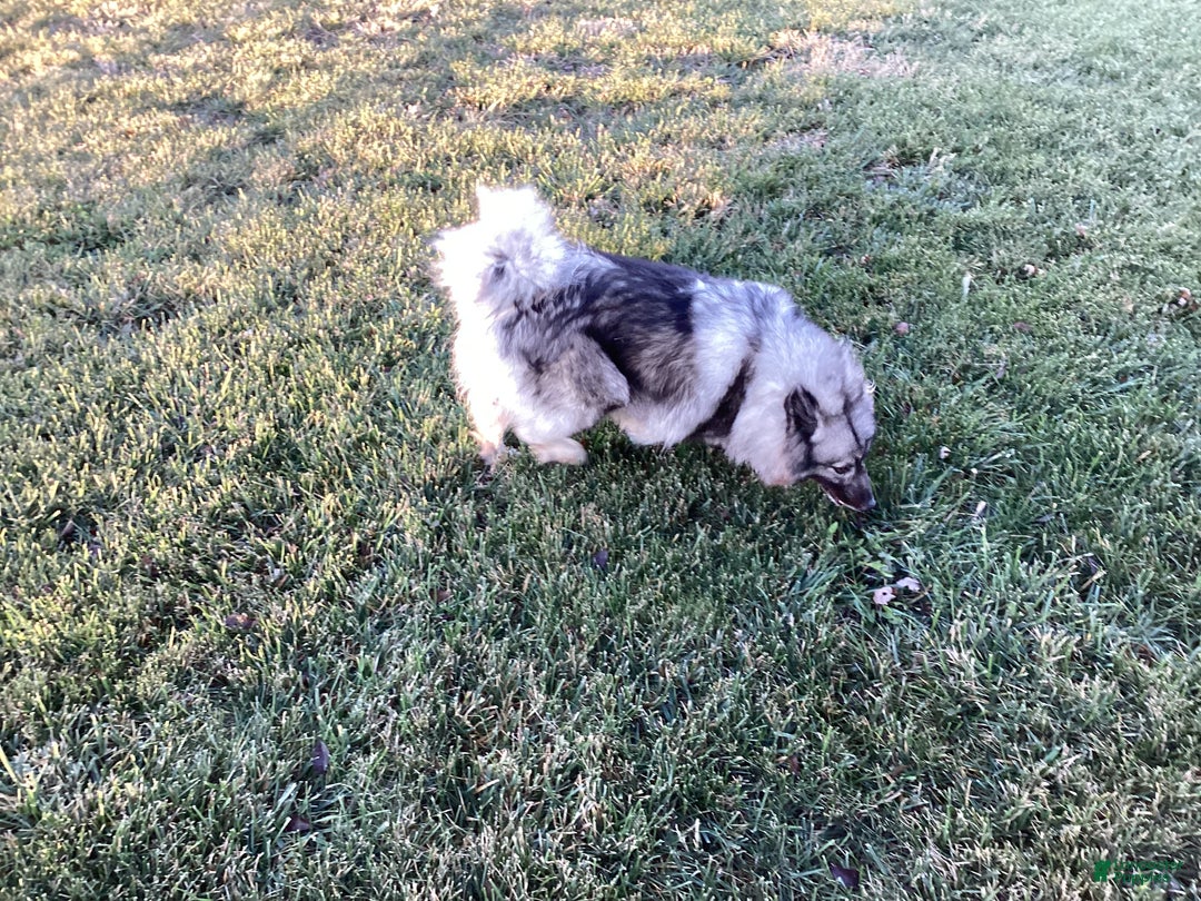 Keeshond dogs for sale: AKC Sage - Ad 6