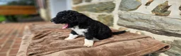 Portuguese Water Dog dogs for sale: David - Ad 5