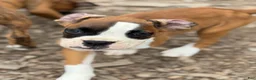 Boxer dogs for sale: Olive  - Ad 1