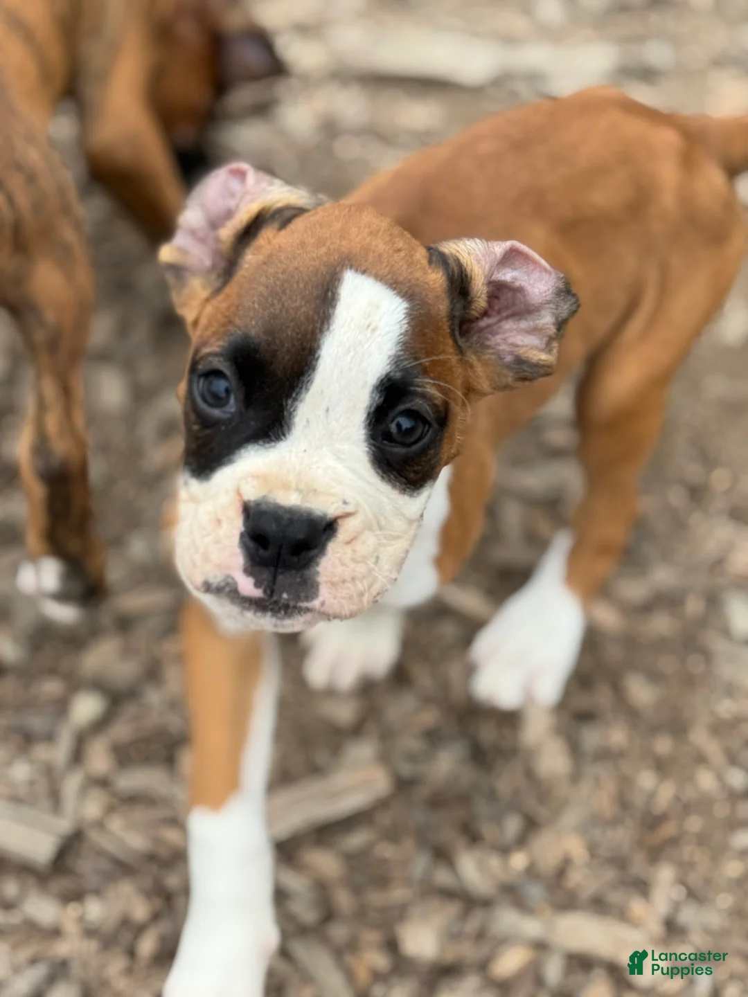 Boxer dogs for sale: Olive  - Ad 1